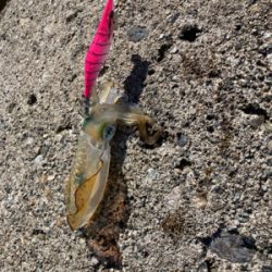 アオリイカとフグ