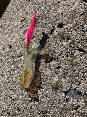 アオリイカとフグ