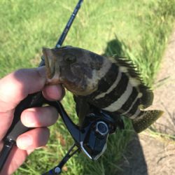 アオリイカ調査③