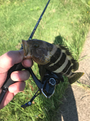 アオリイカ調査③