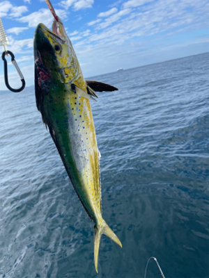 シイラゲーム!!!