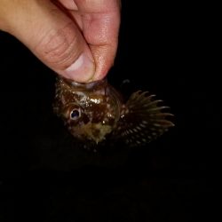 タチウオ狙いのはずが