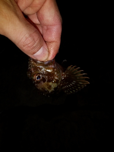 タチウオ狙いのはずが