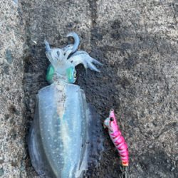 当たり日　アオリ20杯