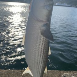 ボラに邪魔されましたが。。なんとか