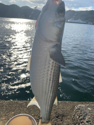 ボラに邪魔されましたが。。なんとか