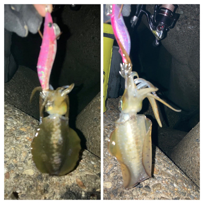 やっぱり朝マズメが良い？σ(^_^;)