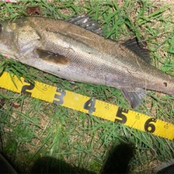 シーバスフィッシング