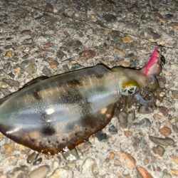 秋イカエギング