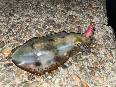 秋イカエギング