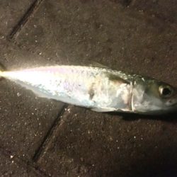 中秋の名月釣行