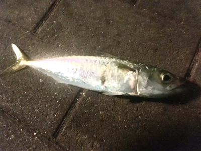 中秋の名月釣行