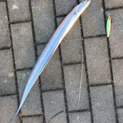 青物狙うも不発。太刀魚1本。。