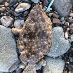 ソゲとロックフィッシュ少々