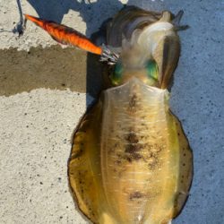 朝マズメエギング