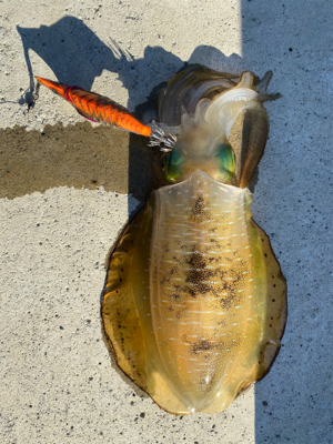 朝マズメエギング