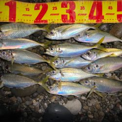 カゴでアジ、ルアーでシオ