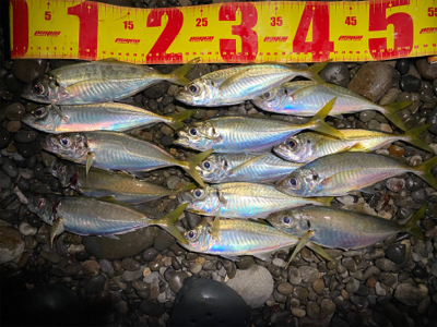 カゴでアジ、ルアーでシオ