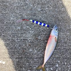 ⭐︎睡眠欲<釣り欲