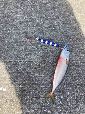 ⭐︎睡眠欲<釣り欲