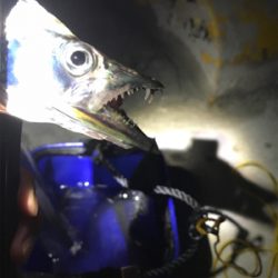 開始3秒でタチウオ