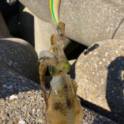 エギの選択でアオリGET＼(^o^)／