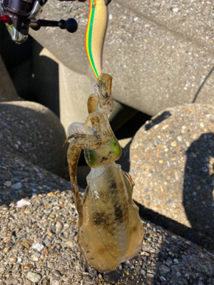 エギの選択でアオリGET＼(^o^)／