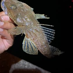 アジングのはずが、、、