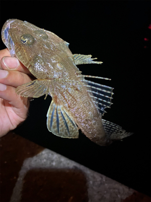 アジングのはずが、、、