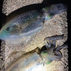 秋イカぼちぼち