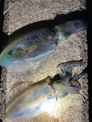 秋イカぼちぼち