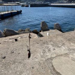 サイトエギング