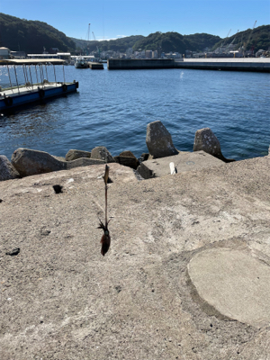 サイトエギング