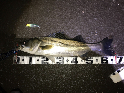 スパンク最高！