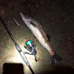 息子SUBARUとナイトフィッシング