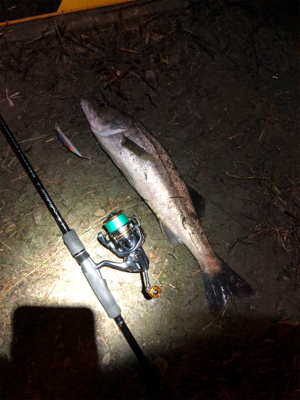 息子SUBARUとナイトフィッシング