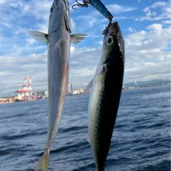 鯖ナブラから鯖無限城再び。。。