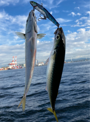 鯖ナブラから鯖無限城再び。。。