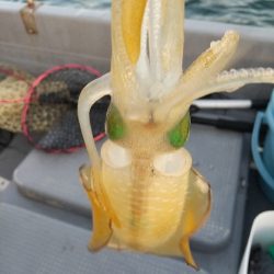 久々ティップラン