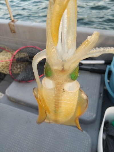 久々ティップラン