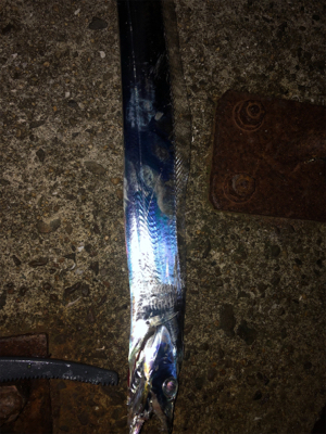 タチウオきてますねー