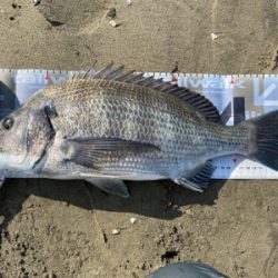 サーフに行ってフラット狙ったのにぬーちー!