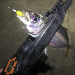 どこに行っても豆アジ