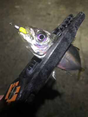 どこに行っても豆アジ