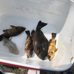 エビ撒き釣り&時々エギング