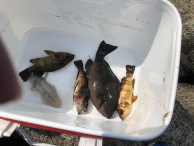 エビ撒き釣り&時々エギング