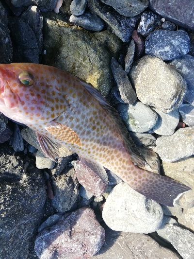 ショアジギング