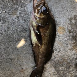 ショアジギ不発