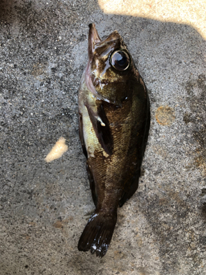 ショアジギ不発