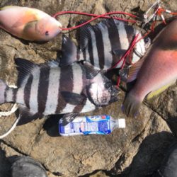 底物ターゲットゲット